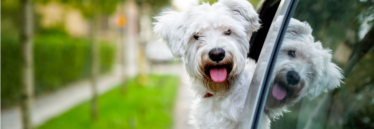 Adorable dog sticks its head out car window